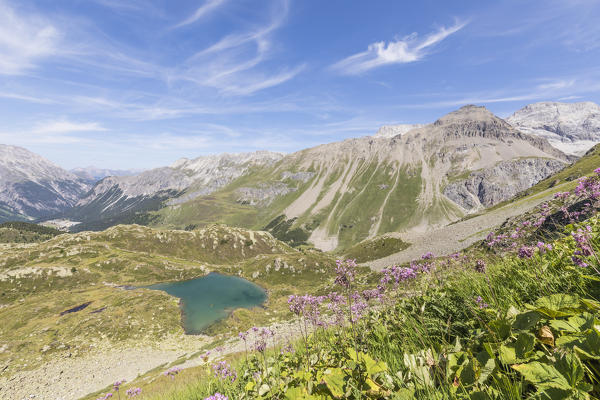 Wildflowers surrounding the alpine lake, Crap Alv Lejets, Albula Pass, canton of Graubünden, Switzerland