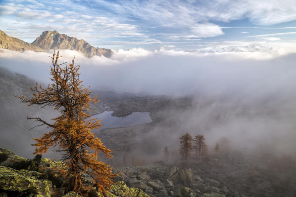 A classic condition of a threatening storm in the mountain. A solitary larch is trying to protect itself from wetness and rain washing its little colorful needles away - Mont Avic natural park, Aosta valley, Italy. Europe