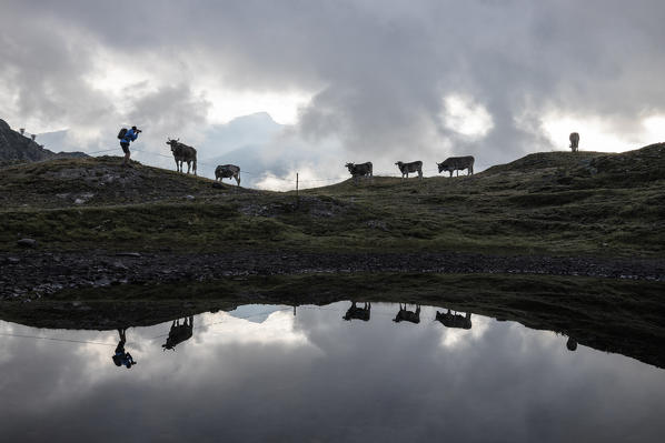 Silhouettes of cows reflected in alpine lake, Bernina Pass, Poschiavo Valley, canton of Graubünden, Engadine, Switzerland