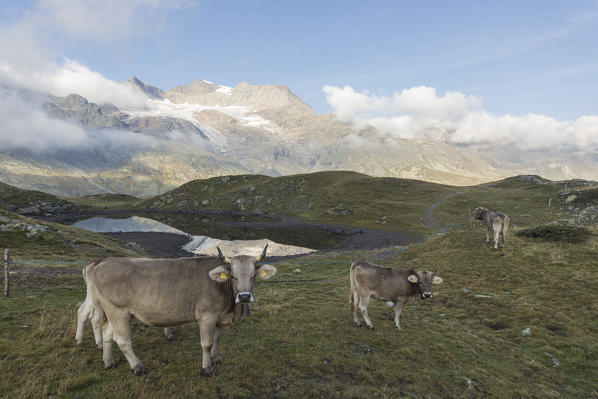 Cows on the shore of alpine lake, Bernina Pass, Poschiavo Valley, canton of Graubünden, Engadine, Switzerland