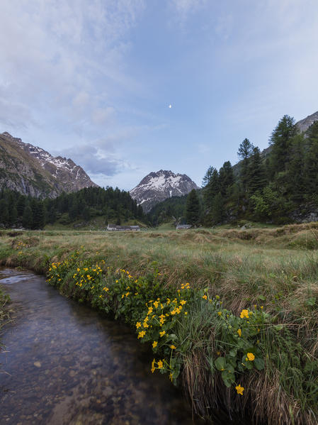 Wildflowers and meadows at spring, Alp Da Cavloc, Maloja Pass, Bregaglia Valley, canton of Graubünden, Engadine,Switzerland