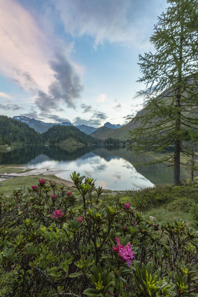 Rhododendrons at Lake Cavloc, Maloja Pass, Bregaglia Valley, canton of Graubünden, Engadine,Switzerland