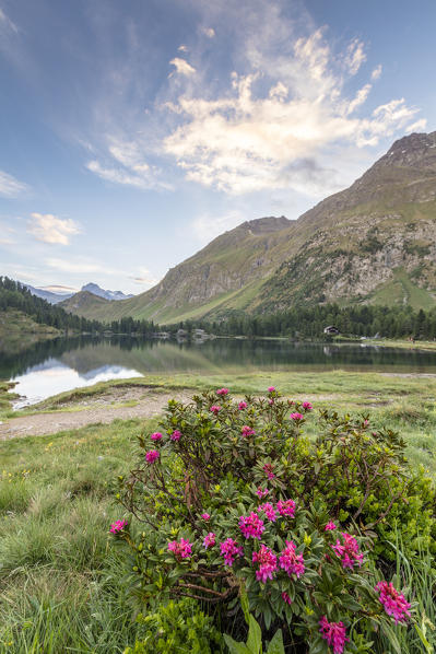Rhododendrons on the shore of Lake Cavloc, Maloja Pass, Bregaglia Valley, canton of Graubünden, Engadine,Switzerland