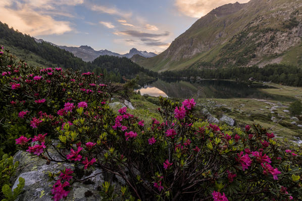 Rhododendrons at Lake Cavloc at sunrise, Maloja Pass, Bregaglia Valley, canton of Graubünden, Engadine,Switzerland