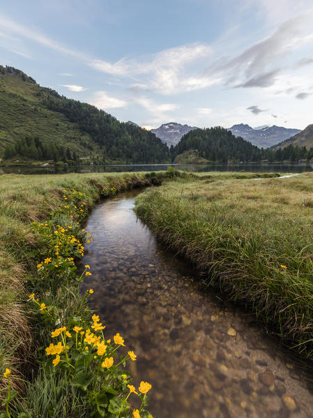 Wildflowers, Lake Cavloc, Maloja Pass, Bregaglia Valley, canton of Graubünden, Engadine,Switzerland