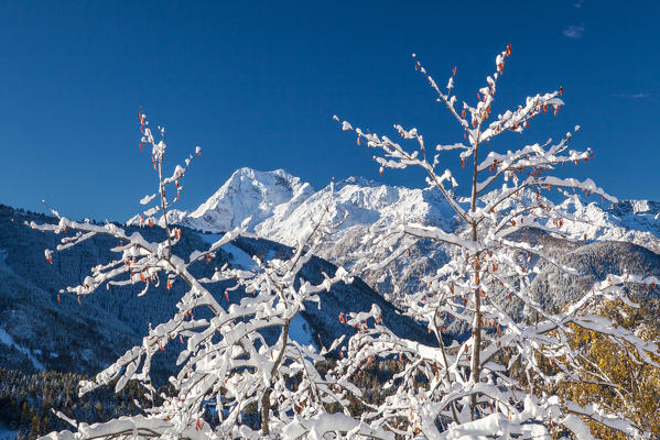 Snow-capped Mount Torena towering over some trees heavily covered with snow Orobie alps, Valtellina, Sondrio, Lombardy, Italy Europe