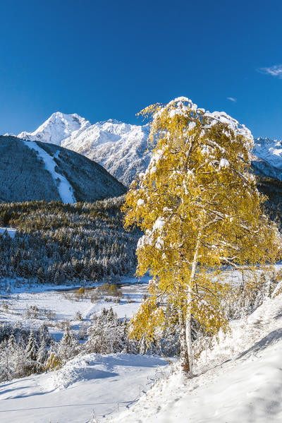 Autumnal snowfall covering Pian di Gembro not far from the ski resort of Aprica Orobie natural park, Alps, Valtellina, Sondrio, Lombardy, Italy Europe