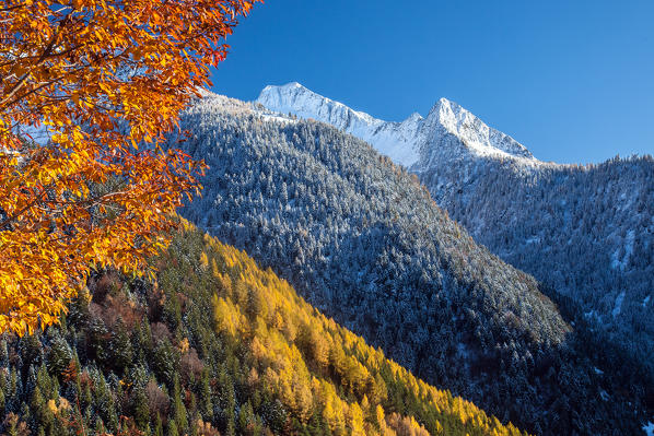 An early autumnal snowfall in the Albaredo Valley of Bitto framing the oranges of the trees Orobian natural park Valtellina, Sondrio, Lombardy, Italy Europe