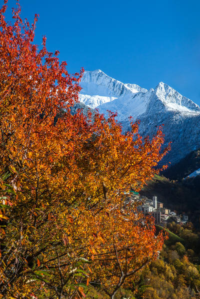Autumnal colors in the Bitto valley contrasting with the bright white of the snow-capped peak of Mount Azzarini Albaredo, Orobie alps, Valtellina, Sondrio, Lombardy, Italy Europe