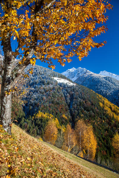 An early autumnal snowfall in the Albaredo Valley of Bitto framing the oranges of the trees Orobian natural park, Valtellina, Sondrio, Lombardy, Italy.Europe