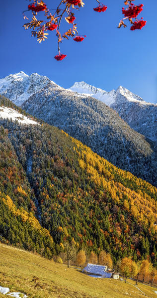 The vibrant palette of colors in the autumnal landscape of the Albaredo Valley of Bitto: the rich oranges and reds of the trees contrasting with the whites of the snow-capped peaks - Orobie Alps Valtellina Lombardy Italy Europe