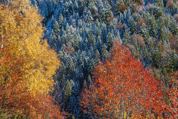 In autumn the landscape is transformed in a vibrant palette of contrasting colors: the rich oranges and reds of the trees in the foreground and the whites and greens of those in the background  Orobie alps, Valtellina, Sondrio, Lombardy, Italy Europe