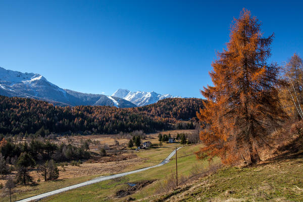 The rich oranges of the trees in the Trivigno plain contrasting with the whites of the snow-capped peaks in the background - Trivigno, Valtellina, Sondrio, Lombardy, Italy. Europe