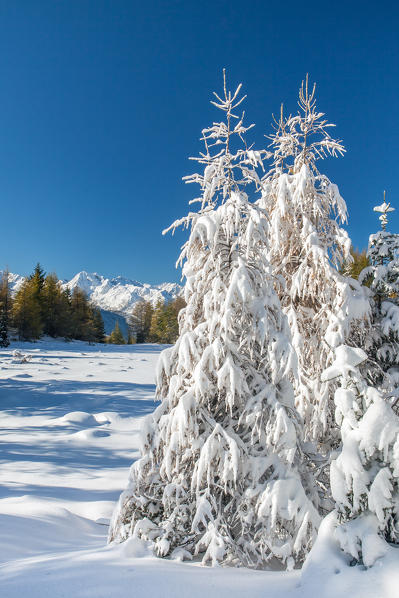 Snow covered larches after a heavy snowfall close to the Pian di Gembro natural reserve Trivigno, Valtellina, Sondrio, Lombardy, Italy. Europe
