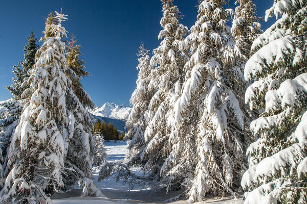 Snow covered trees in the Pian di Gembro Natural Reserve - Trivigno, Valtellina, Sondrio, Lombardy, Italy. Europe