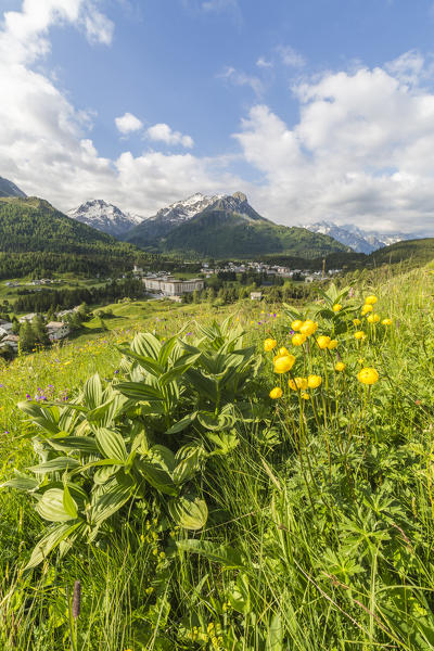 Wildflowers in meadows around Maloja, Bregaglia Valley, Canton of Graubunden, Engadin, Switzerland