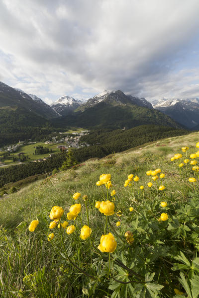 Yellow Bottondoro flowers, Maloja, Bregaglia Valley, Canton of Graubunden, Engadin, Switzerland
