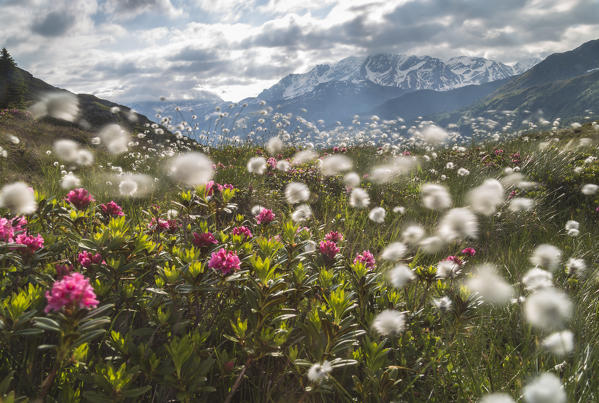 Meadows of rhododendrons and cotton grass, Maloja, Bregaglia Valley, Canton of Graubunden, Engadin, Switzerland
