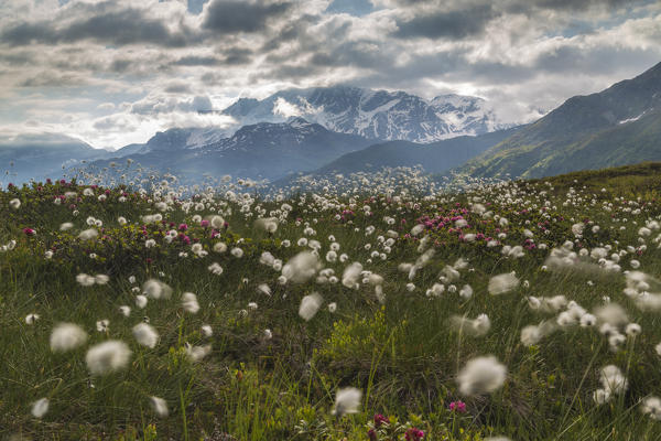 Meadows of rhododendrons and cotton grass, Maloja, Bregaglia Valley, Canton of Graubunden, Engadin, Switzerland
