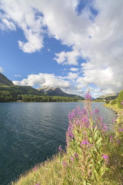 Epilobium wildflowers on lakeshore, Maloja Pass, Bregaglia Valley, Canton of Graubunden, Engadin, Switzerland