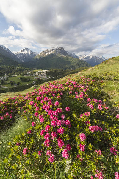 Rhododendrons in bloom, Maloja, Bregaglia Valley, Canton of Graubunden, Engadin, Switzerland