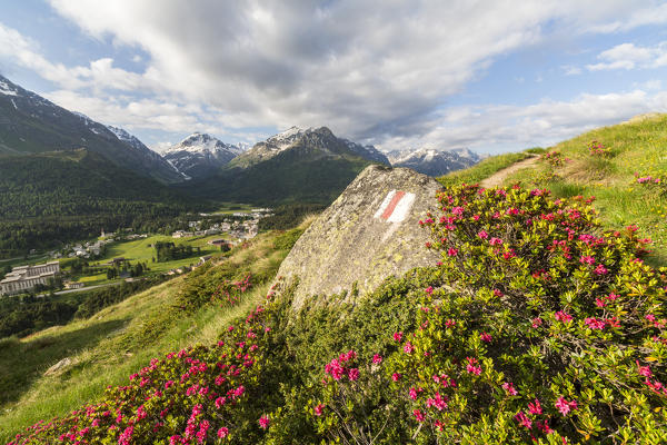 Rhododendrons in bloom, Maloja, Bregaglia Valley, Canton of Graubunden, Engadin, Switzerland