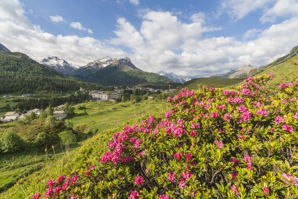 Rhododendrons in bloom, Maloja, Bregaglia Valley, Canton of Graubunden, Engadin, Switzerland