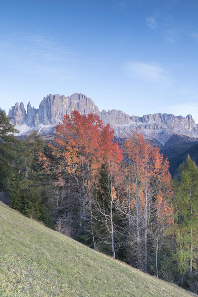 Catinaccio Rosengarten and Torri Del Vajolet during autumn, Tires Valley, Dolomites, South Tyrol, Bolzano province, Italy