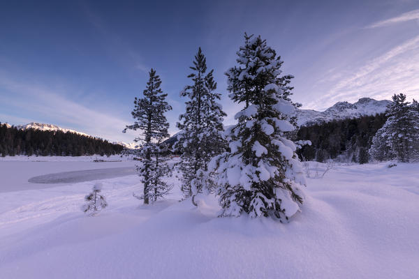 Snow covered trees, Lej da Staz, St Moritz, canton of Graubünden, Engadine, Switzerland