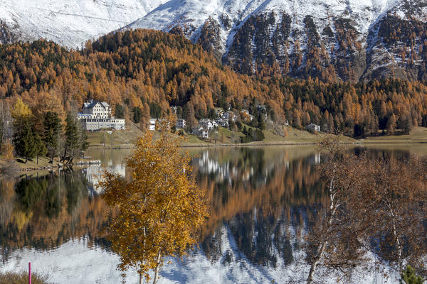 Larch trees reflected in lake during autumn, St Moritz, canton of Graubunden, Maloja District, Engadine, Switzerland