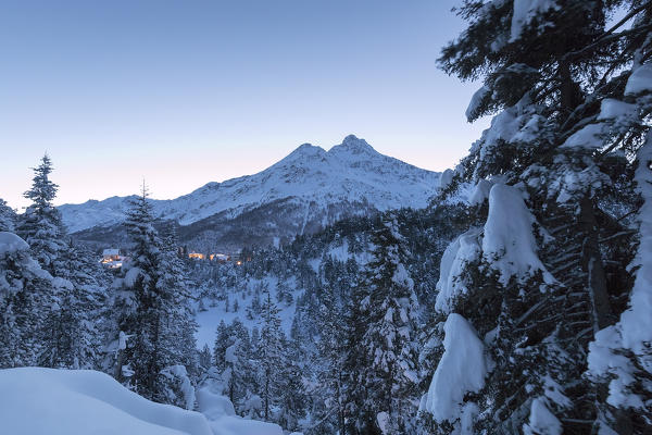 Snowy woods at dusk, Maloja, Bregaglia Valley, canton of Graubunden, Engadin, Switzerland