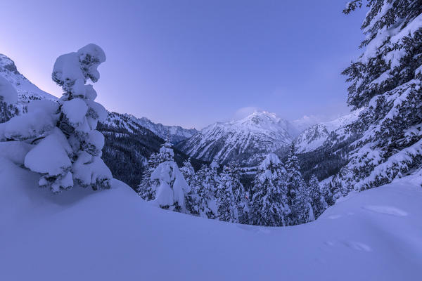 Snowy woods at sunrise, Maloja, Bregaglia Valley, canton of Graubunden, Engadin, Switzerland