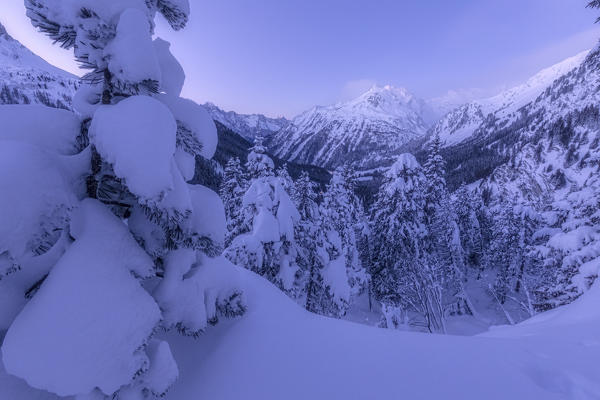 Snow covered trees, Maloja, Bregaglia Valley, canton of Graubunden, Engadin, Switzerland
