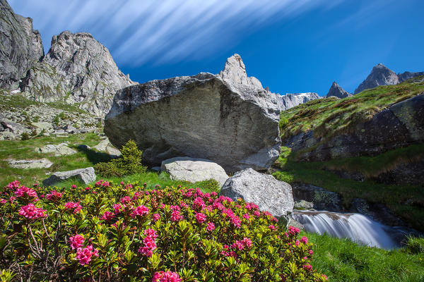 Summer bloom of rhododendrons in high Torrone valley. In the background the Luigi Amedeo peak - Valmasino, Alps, Valtellina, Sondrio, Lombardy, Italy. Europe