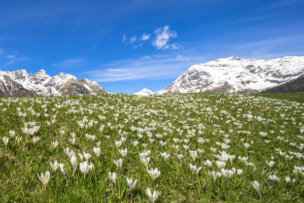 Crocus flowers during spring bloom, Alpe Braccia, Malenco Valley, province of Sondrio, Valtellina, Lombardy, Italy