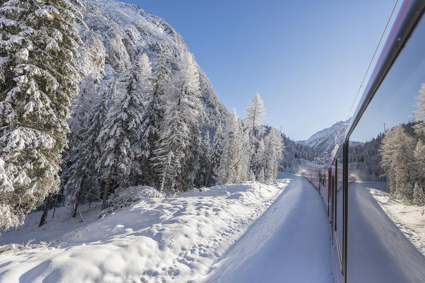 Bernina Express train passes through snowy woods, Preda Bergun, Albula Valley, Canton of Graubünden, Switzerland