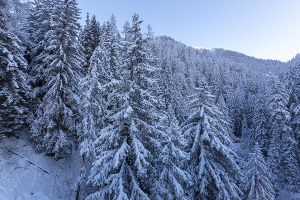 Snow covered woods, Bergun, Albula Valley, Canton of Graubünden, Switzerland