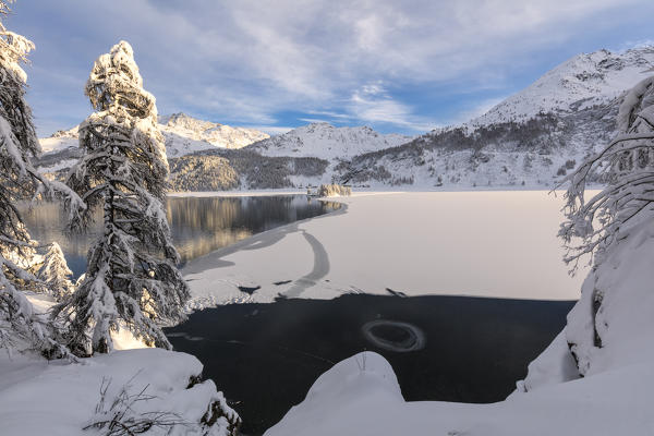 Snow covered trees on the shore of frozen Lake Sils, Plaun da Lej, Maloja Region, Canton of Graubunden, Engadin, Switzerland