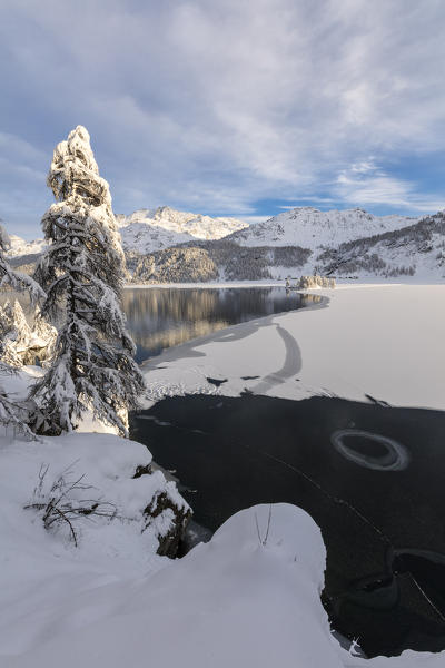 Snow covered trees on the shore of frozen Lake Sils, Plaun da Lej, Maloja Region, Canton of Graubunden, Engadin, Switzerland