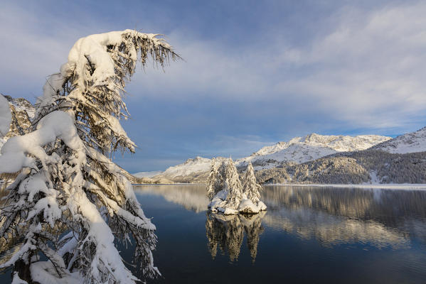 Snow covered trees, Lake Sils, Plaun da Lej, Maloja Region, Canton of Graubunden, Engadin, Switzerland