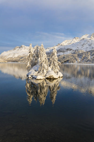 Isolated snow covered trees in Lake Sils, Plaun da Lej, Maloja Region, Canton of Graubunden, Engadin, Switzerland