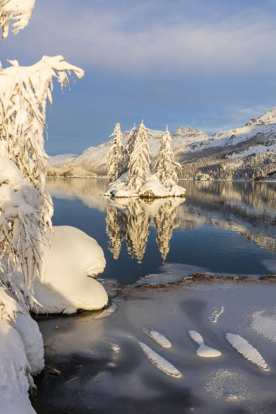 Isolated snow covered trees in Lake Sils, Plaun da Lej, Maloja Region, Canton of Graubunden, Engadin, Switzerland