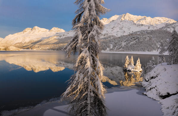 Snow covered trees, Lake Sils, Plaun da Lej, Maloja Region, Canton of Graubunden, Engadin, Switzerland