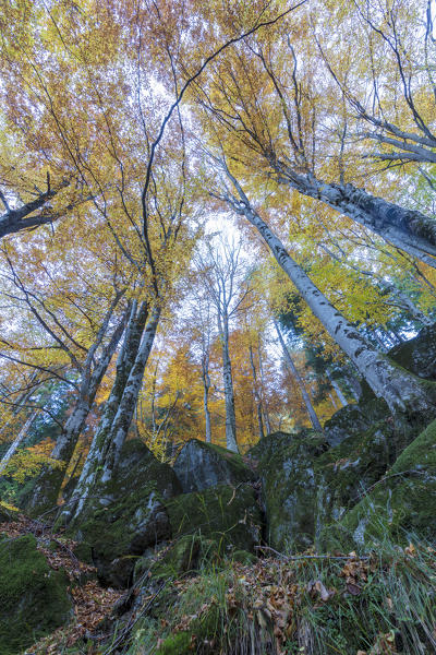 Tall trees in the forest of Bagni di Masino during autumn, Valmasino, Valtellina, Sondrio province, Lombardy, Italy