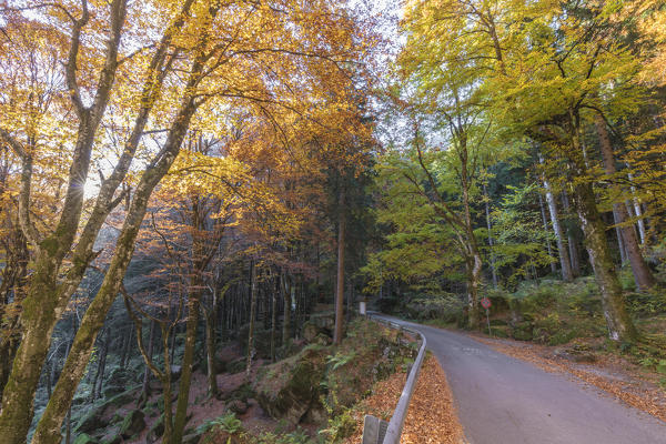Road in the forest of Bagni di Masino during autumn, Valmasino, Valtellina, Sondrio province, Lombardy, Italy