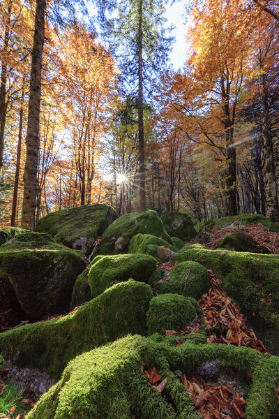 Moss on rocks in the forest of Bagni di Masino during autumn, Valmasino, Valtellina, Sondrio province, Lombardy, Italy