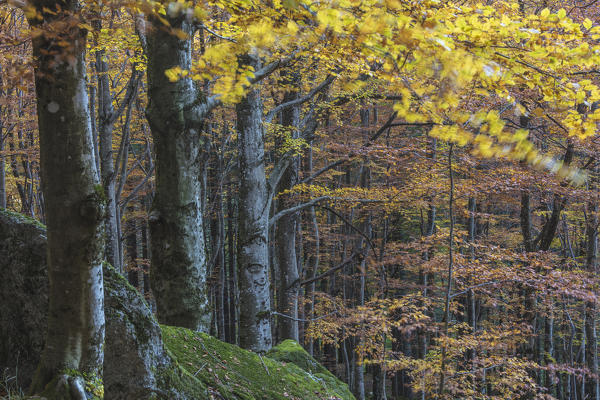 Foliage of autumn on tree branches, Bagni di Masino, Valmasino, Valtellina, Sondrio province, Lombardy, Italy