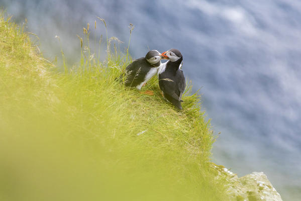 Atlantic puffin on grass, Kalsoy island, Faroe Islands, Denmark