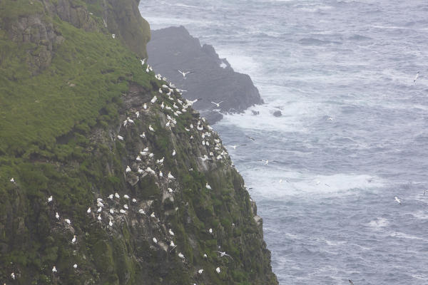 Gannet seabirds on cliffs, Mykines island, Faroe Islands, Denmark