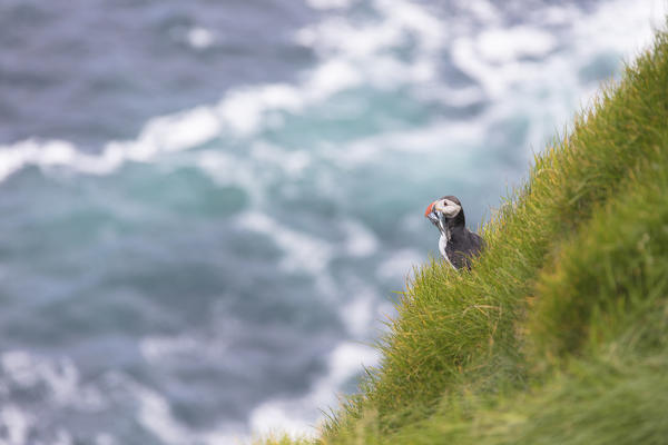 Atlantic puffin with catch in the beak, Mykines island, Faroe Islands, Denmark
